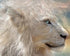 Gorgeous White Lion King